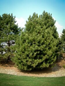 Сосна Чёрная (Pinus Nigra) купить по цене от 270.00р. в интернет-магазине «Посадика» с доставкой почтой в в Орехово-Зуевое и по всей России – [изображение №1].