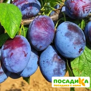 Слива Чачакская ранняя купить по цене от 229.00р. в интернет-магазине «Посадика» с доставкой почтой в в Орехово-Зуевое и по всей России – [изображение №1].