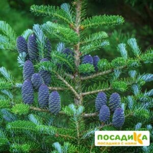 Пихта корейская (Abies koreana) купить по цене от 450.00р. в интернет-магазине «Посадика» с доставкой почтой в в Орехово-Зуевое и по всей России – [изображение №1].