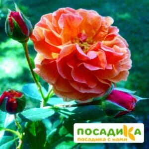 Роза Арабия купить по цене от 350.00р. в интернет-магазине «Посадика» с доставкой почтой в в Орехово-Зуевое и по всей России – [изображение №1].