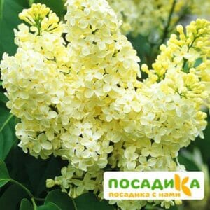 Сирень Примроуз (Primrose) купить по цене от 529.00р. в интернет-магазине «Посадика» с доставкой почтой в в Орехово-Зуевое и по всей России – [изображение №1].