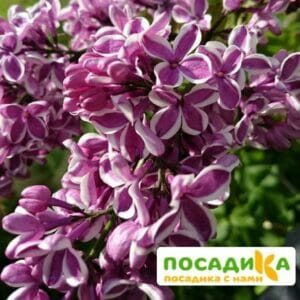 Сирень Сенсация купить по цене от 529.00р. в интернет-магазине «Посадика» с доставкой почтой в в Орехово-Зуевое и по всей России – [изображение №1].