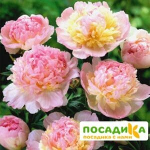 Пион Распберри Сандей (Paeonia Raspberry Sundae) купить по цене от 959р. в интернет-магазине «Посадика» с доставкой почтой в в Орехово-Зуевое и по всей России – [изображение №1].