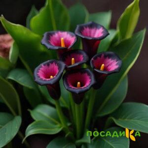 Калла Аура Лейс купить по цене от 400р. в интернет-магазине «Посадика» с доставкой почтой в в Орехово-Зуевое и по всей России – [изображение №1].