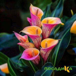 Калла Оникс купить по цене от 450р. в интернет-магазине «Посадика» с доставкой почтой в в Орехово-Зуевое и по всей России – [изображение №1].