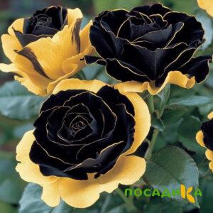 Роза Ханни Сикл купить по цене от 700р. в интернет-магазине «Посадика» с доставкой почтой в в Орехово-Зуевое и по всей России – [изображение №1].