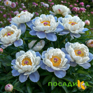 Пион акварельный Этюд купить по цене от 806р. в интернет-магазине «Посадика» с доставкой почтой в в Орехово-Зуевое и по всей России – [изображение №1].