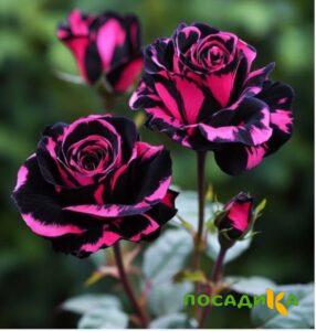 Роза Багровый Шепот купить по цене от 366р. в интернет-магазине «Посадика» с доставкой почтой в в Орехово-Зуевое и по всей России – [изображение №1].