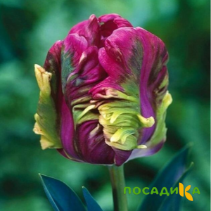 Тюльпан Экзотик Хэвен купить по цене от 186р. в интернет-магазине «Посадика» с доставкой почтой в в Орехово-Зуевое и по всей России – [изображение №1].