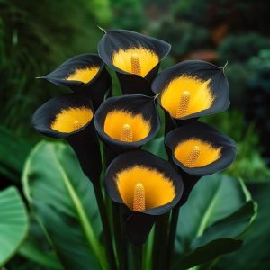 Калла Легато купить по цене от 620р. в интернет-магазине «Посадика» с доставкой почтой в в Орехово-Зуевое и по всей России – [изображение №1].