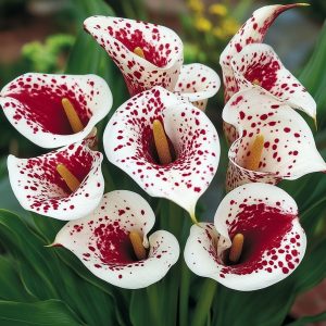 Калла Эмпайр купить по цене от 302р. в интернет-магазине «Посадика» с доставкой почтой в в Орехово-Зуевое и по всей России – [изображение №1].