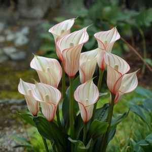 Калла Глейшер купить по цене от 299р. в интернет-магазине «Посадика» с доставкой почтой в в Орехово-Зуевое и по всей России – [изображение №1].