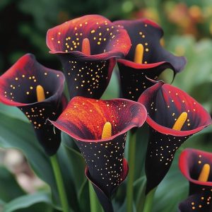 Калла Нуар купить по цене от 299р. в интернет-магазине «Посадика» с доставкой почтой в в Орехово-Зуевое и по всей России – [изображение №1].