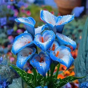 Калла Портрейт купить по цене от 292р. в интернет-магазине «Посадика» с доставкой почтой в в Орехово-Зуевое и по всей России – [изображение №1].