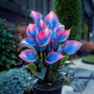 Калла Импрессия купить по цене от 590р. в интернет-магазине «Посадика» с доставкой почтой в в Орехово-Зуевое и по всей России – [изображение №1].