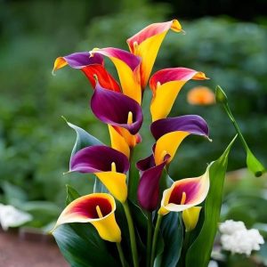 Калла Кристалл купить по цене от 450р. в интернет-магазине «Посадика» с доставкой почтой в в Орехово-Зуевое и по всей России – [изображение №1].