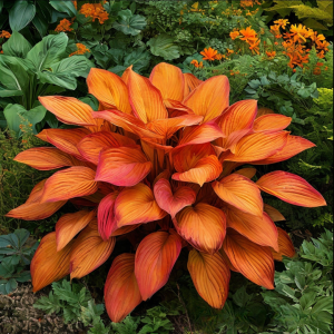 Хоста Солнечный Нектар купить по цене от 605р. в интернет-магазине «Посадика» с доставкой почтой в в Орехово-Зуевое и по всей России – [изображение №1].