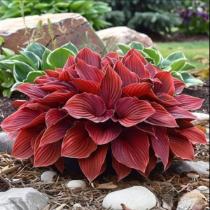 Хоста Малыш Шедевр купить по цене от 421р. в интернет-магазине «Посадика» с доставкой почтой в в Орехово-Зуевое и по всей России – [изображение №1].