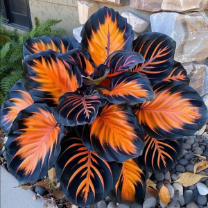 Хоста Сикрет Форест купить по цене от 601р. в интернет-магазине «Посадика» с доставкой почтой в в Орехово-Зуевое и по всей России – [изображение №1].